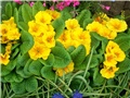 Jaglaci lat. primula